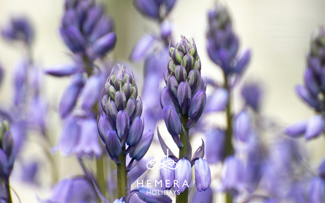 Staycation in Northumberland: Beat the Summer Crowds with a May Getaway