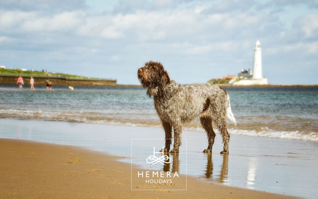 Dog on a beach in Northumberland